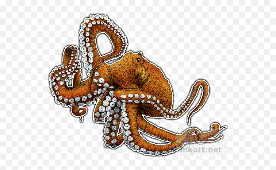 Drawn Octopus Transparent Background Png