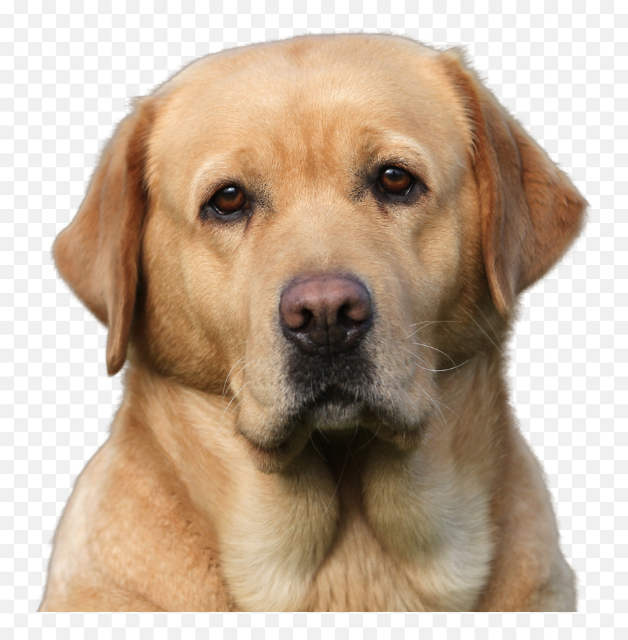 A Rescue Dog - Apple Head Lab Dog Png,Dog Head Png
