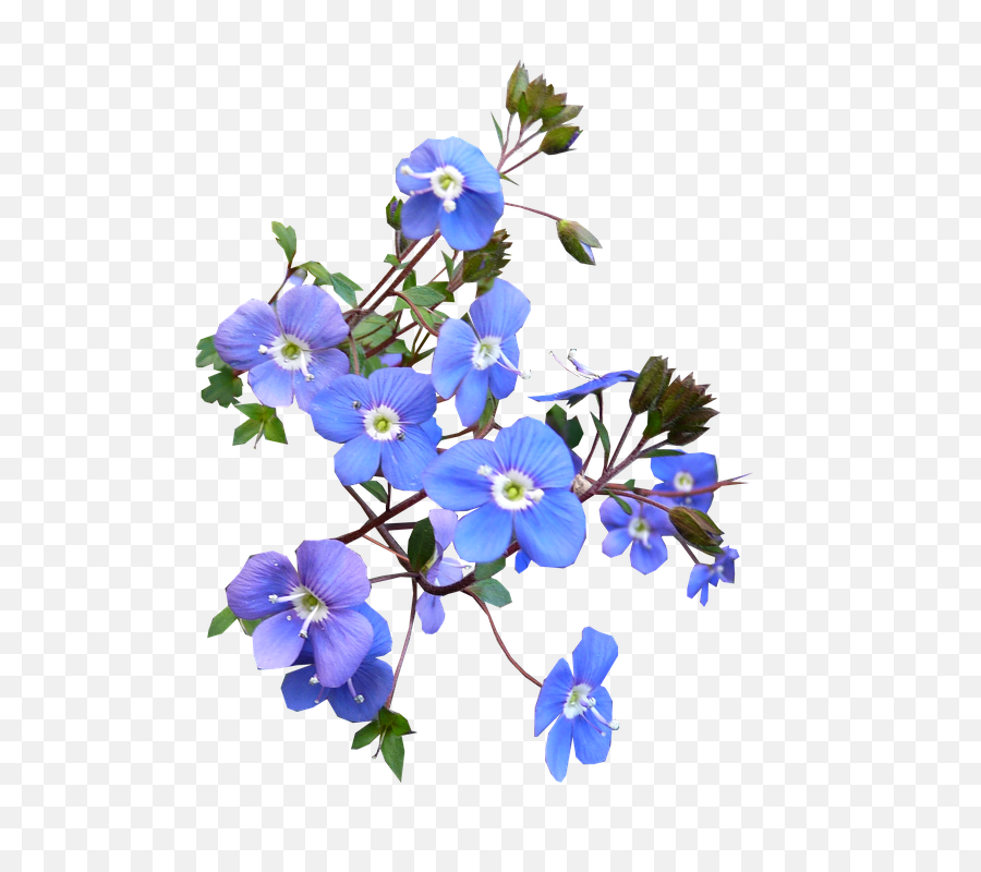 Download Blue Flower Free Photo - Hübsche Blaue Real Transparent Blue Flower Png,Blue Flower Transparent Background