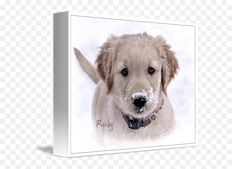 Golden Retriever Puppy Ruby By Sherry Wargo - Golden Retriever Png,Golden Retriever Transparent