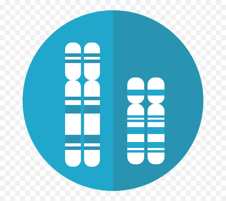 Chromosomes Genetics Dna - Genetic Cause Of Differences In Sexual Development Uncovered Png,Chromosome Png