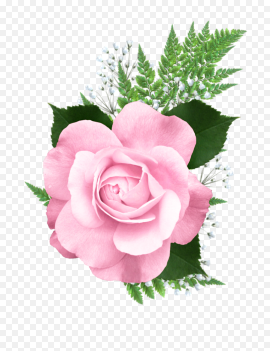 Pink Rose Png Transparent - Pink Transparent Rose Png,Pink Roses Png