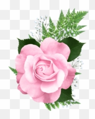 Pink Rose Png Transparent