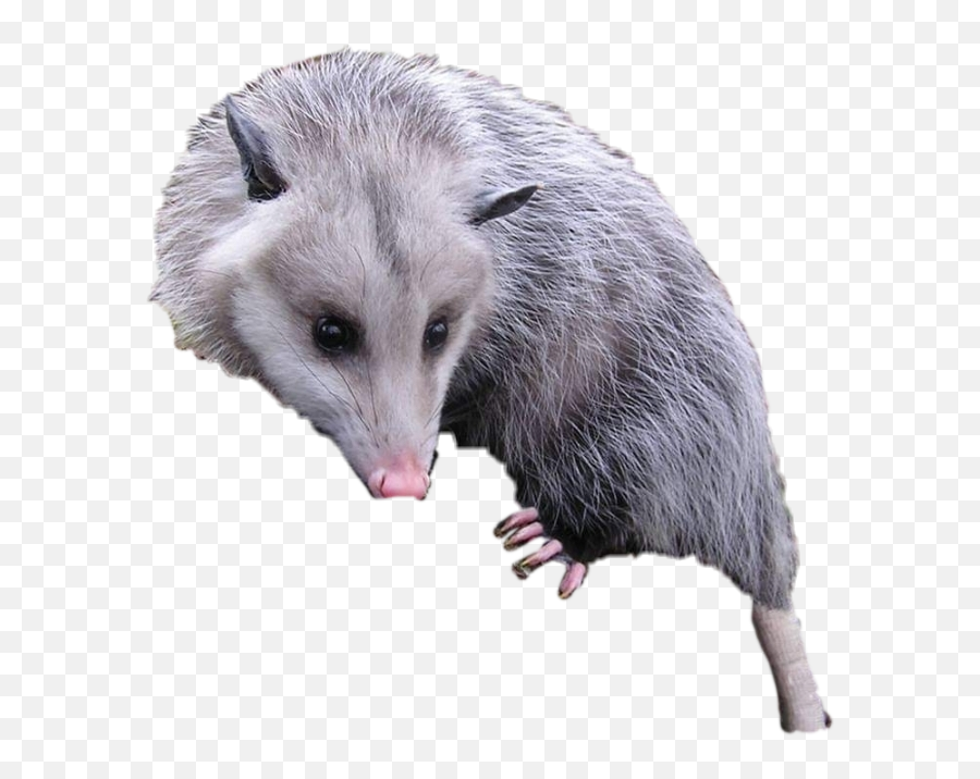 Download - Common Opossum Png,Opossum Png