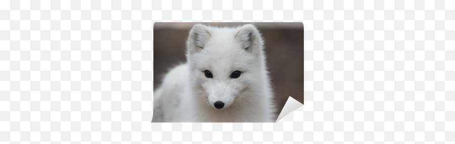 Arctic Fox Wall Mural U2022 Pixers - We Live To Change Arctic Fox Png,Arctic Fox Png