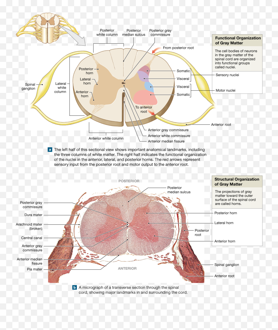 Download Spinal Cord Gray Matter - Anatomical Landmarks Of The Spinal Cord Png,Cord Png