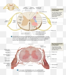 Download Spinal Cord Gray Matter - Anatomical Landmarks Of The Spinal Cord Png,Cord Png