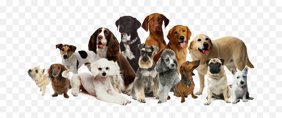 Dog Family Png 22650 - Free Icons And Png Backgrounds Different Breeds Of Dogs In One,Cute Dog Png