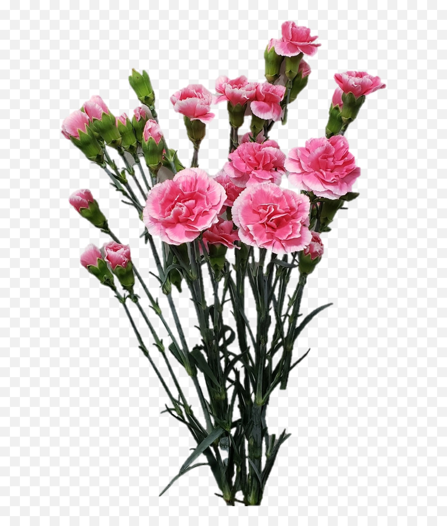 Spray Carnation - Lovely Png,Carnation Png