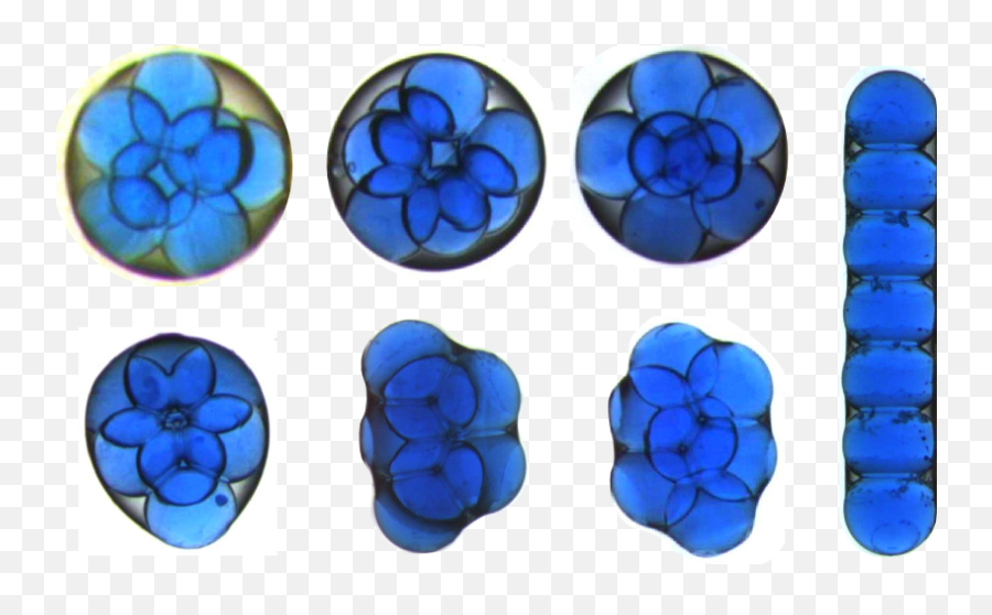 Physics - Focus Oilwater Droplets Form Surprising Structures Gotas De Agua En El Microscopio Png,Water Droplet Transparent