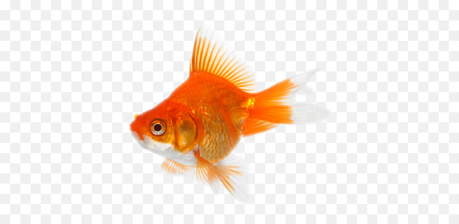 Download Goldfish Transparent Images - Gold Fish Png,Goldfish Transparent
