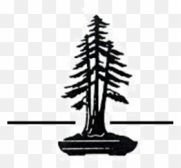 Redwood National And State Parks Coast - Vertical Png,Redwood Tree Png