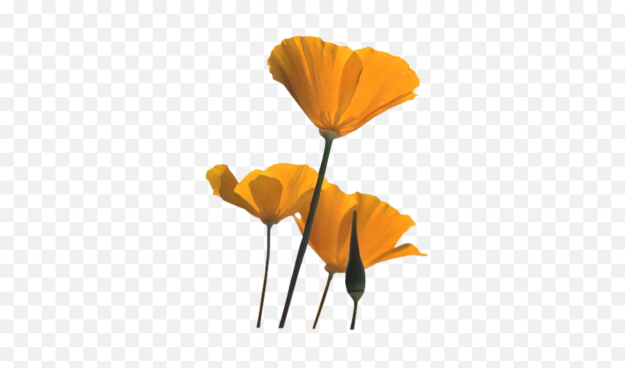 Poppies - Orange Poppy Flower Png,Poppies Png