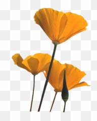 Poppies - Orange Poppy Flower Png,Poppies Png