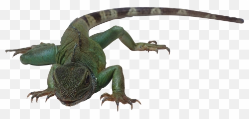 Lizard Png