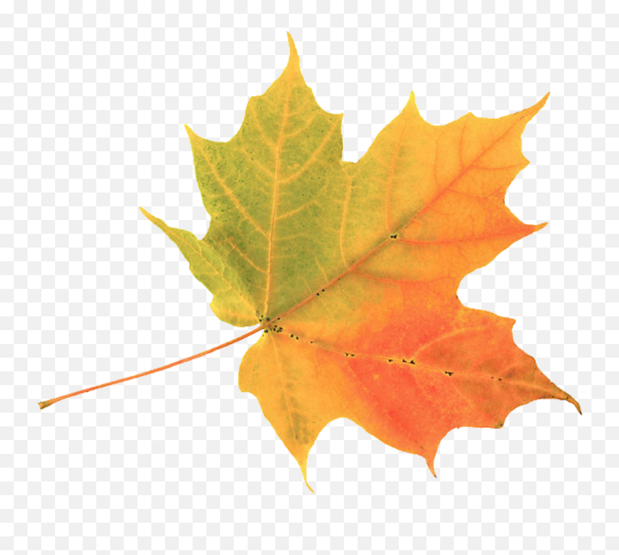 Look In The Nook Graphics And Images Fall U0026 Thanksgiving - Autumn Leaf Png,Thanksgiving Transparent Background