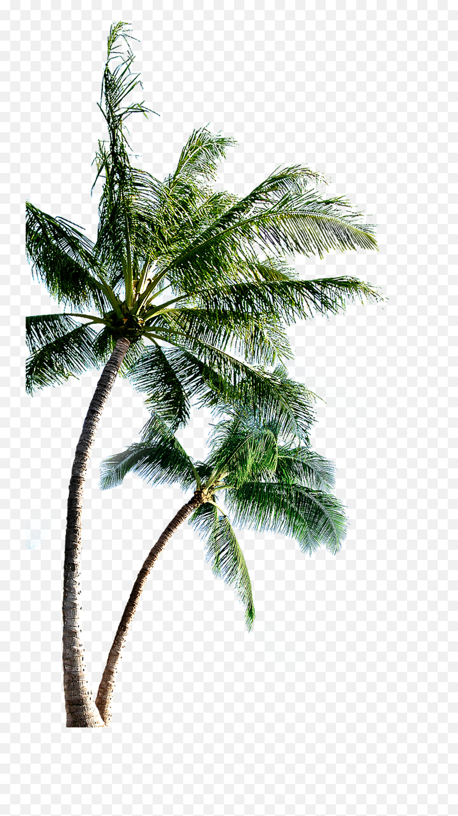 Download Fir Autocad Family Island Scalable Pine Vector Hq - Coconut Tree Images Png,Pine Branch Png