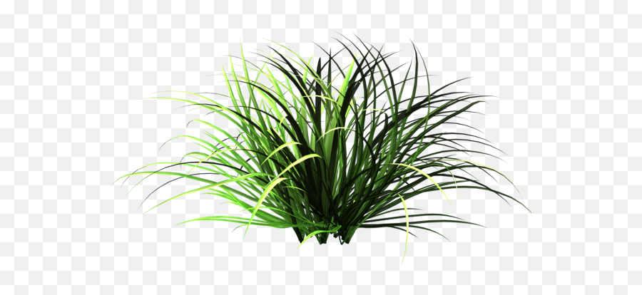 Wild Grass Clipart - Transparent Background Small Plant Png,Grass Clipart Transparent