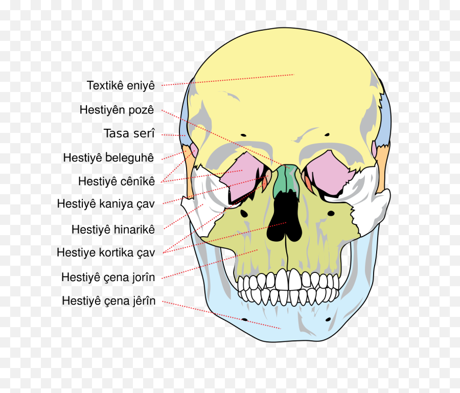 Human Skull Front Bones Ku - Blank Human Skull Diagram Png,Bones Png