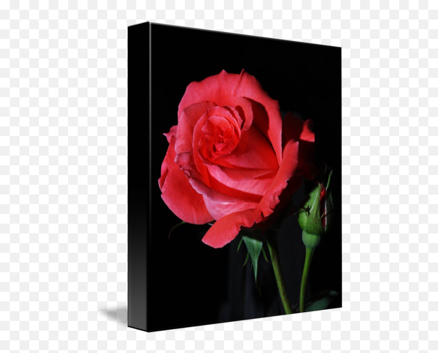Red Rose Rosa America By Nick Burningham - Garden Roses Png,Red Rose Transparent