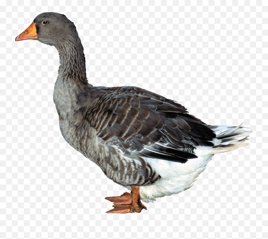 Duck Png Image Free Download - Duck Png,Duck Png
