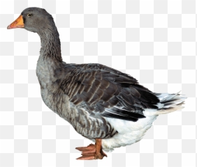 Duck Png Image Free Download - Duck Png,Duck Png