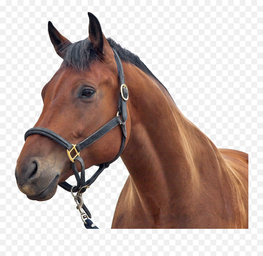 Horse Png Transparent - Horse Png,White Horse Png