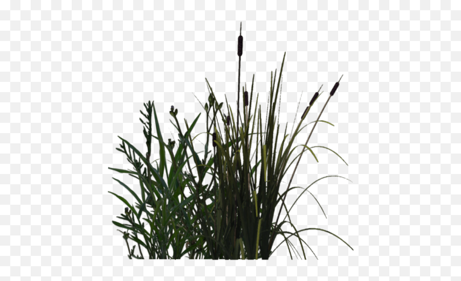 Pond Clipart Transparent Background - Pond Grass Png Water Plants Png,Pond Png