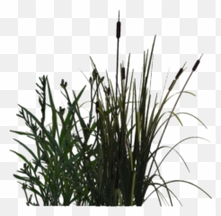 Pond Clipart Transparent Background - Pond Grass Png Water Plants Png,Pond Png