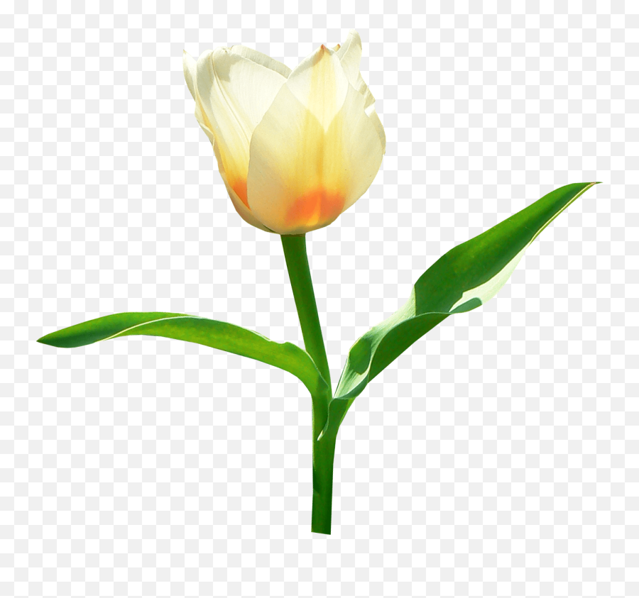 Single White Tulip Transparent Png - Transparent Tulip Png,Tulip Transparent