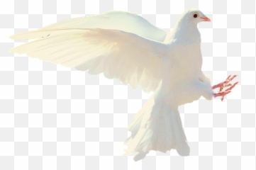 Dove Transparent Png Image - Png,Dove Transparent