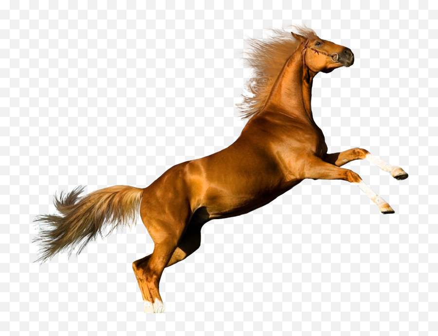 Download Hd Gato Y Caballo - Horse Png,Caballo Png