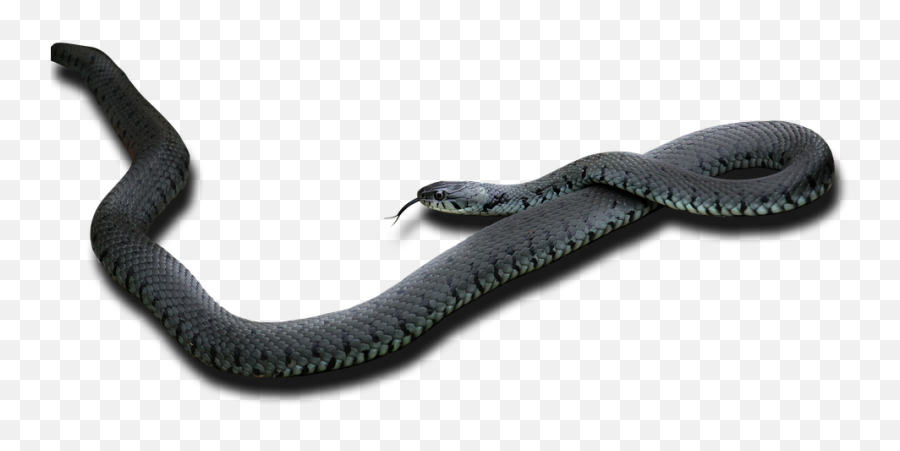 Black Mamba Png - Black Mamba Png,Serpent Png