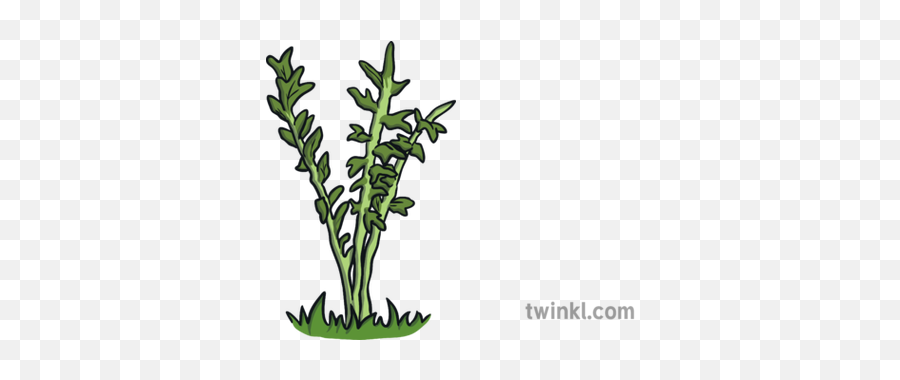 Weeds Illustration - Twinkl Grass Png,Weeds Png