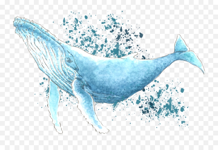 Humpback Whale Artwork - Common Bottlenose Dolphin Png,Humpback Whale Png
