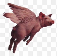 Deb Naughton Twitter Mattduplessis Real Susan Boyle - Transparent Flying Pig Gif png