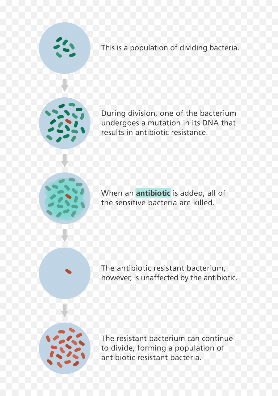 What Is Antibiotic Resistance Facts Yourgenomeorg - Bacteria Develop Resistance To Antibiotics Png,Bacteria Transparent Background