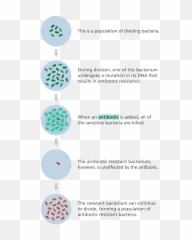 What Is Antibiotic Resistance Facts Yourgenomeorg - Bacteria Develop Resistance To Antibiotics Png,Bacteria Transparent Background