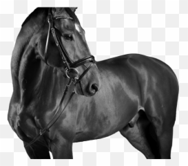 Horse Riding Lessons In Morocco - Horse Png,Horse Emoji Png