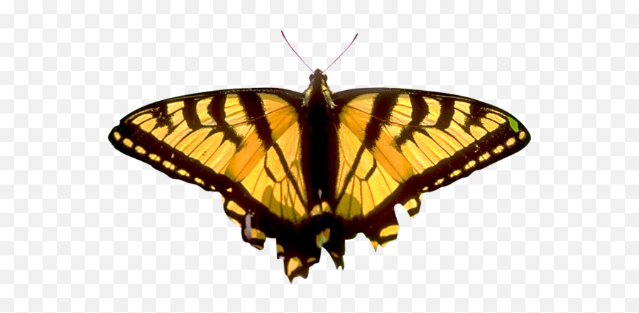 Butterfly Png Image Free Picture Download - Eastern Tiger Swallowtail,Yellow Butterfly Png