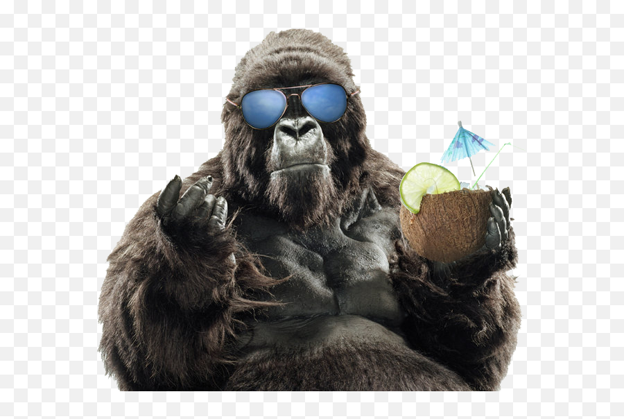 Download Summer Sunglasses Primate Vacation Gorilla Western - Fondos De Pantalla Hd Gorilas Png,Orangutan Png