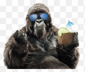 Download Summer Sunglasses Primate Vacation Gorilla Western - Fondos De Pantalla Hd Gorilas Png,Orangutan Png