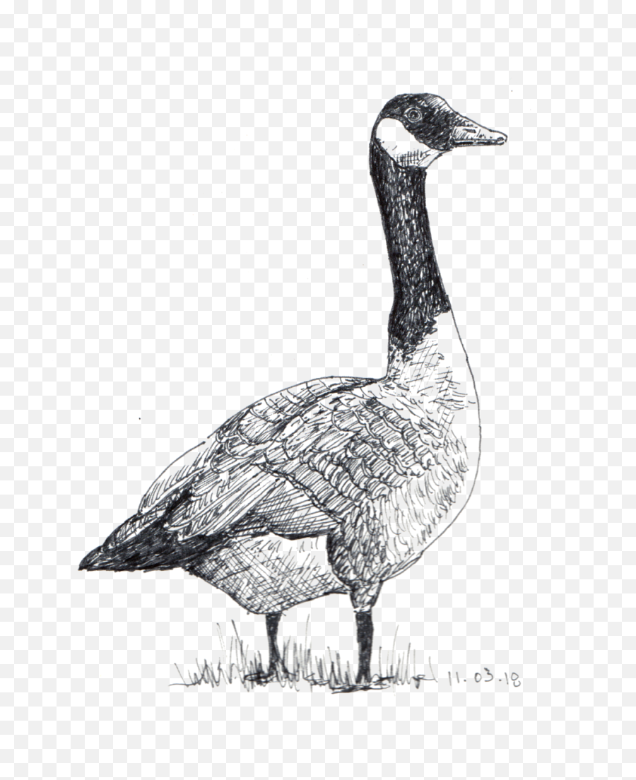 Sketches U2014 Betsy Heron Png Goose