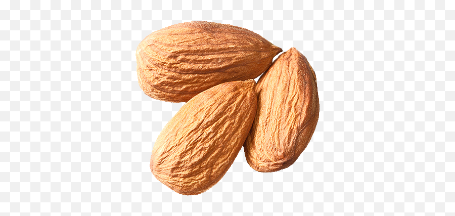 Free Png Nut Almond Plant Nuts Seeds - Png,Nuts Png