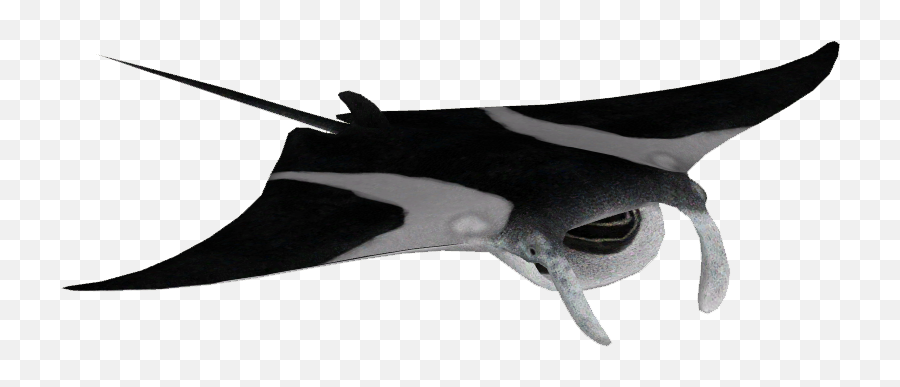 Png Reef Manta Ray Laxam - Giant Oceanic Manta Ray,Manta Ray Png