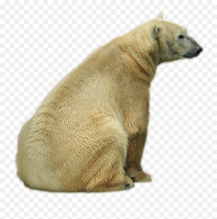 Polar Bear - Polar Bear Png,Oso Png