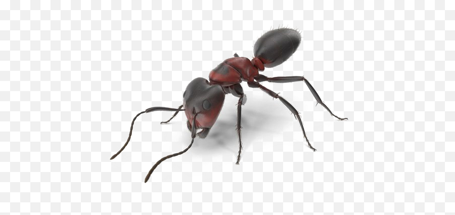 Ant Download Transparent Png Image Arts - Red Ant Png,Ant Transparent