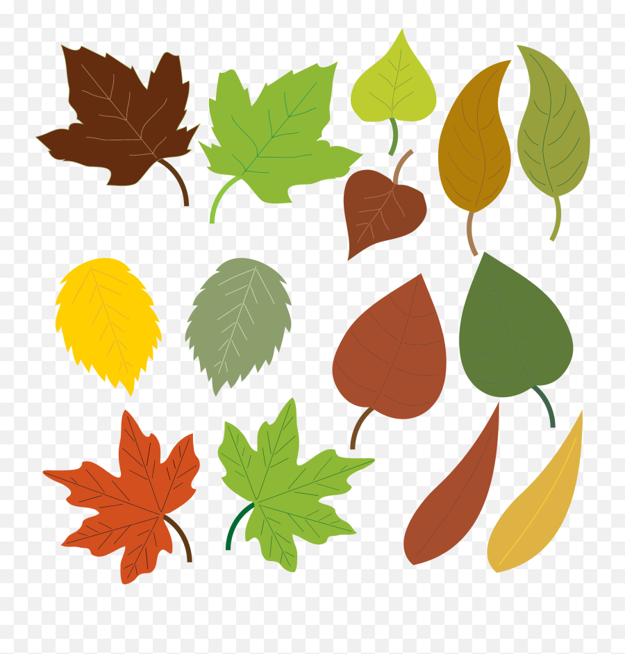 Download Big Image - Leaves Clipart Full Size Png Image Types Of Leaves Clipart,Leaf Clipart Transparent
