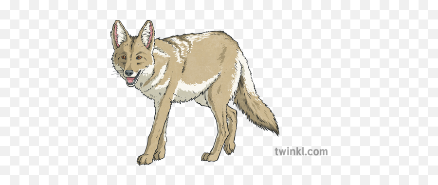Coyote Illustration - Twinkl Czechoslovakian Wolfdog Png,Coyote Png