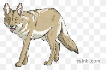 Coyote Illustration - Twinkl Czechoslovakian Wolfdog Png,Coyote Png